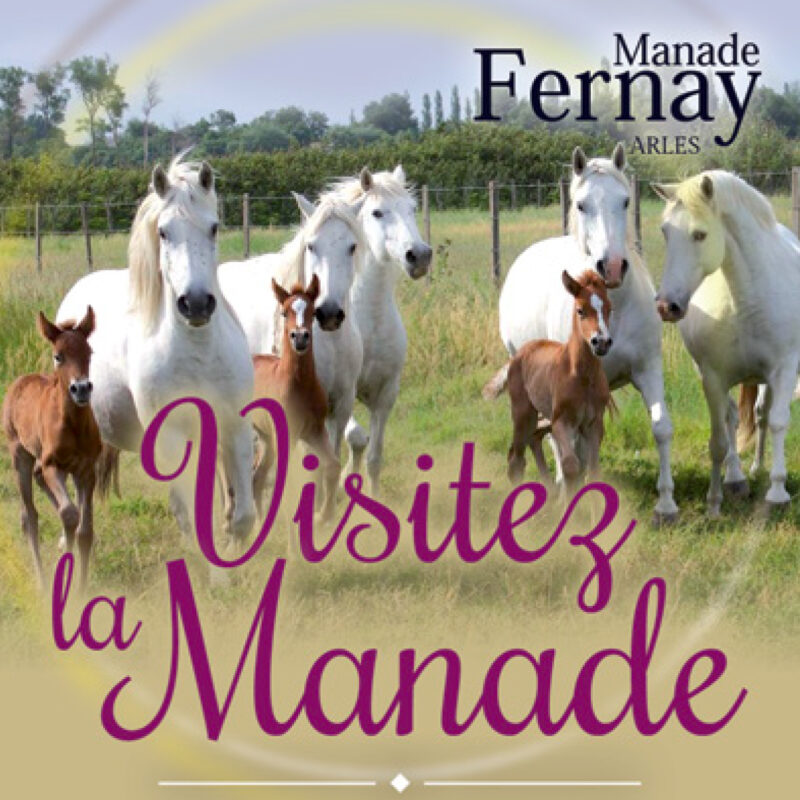 Visit of the Manade by trailed cart
