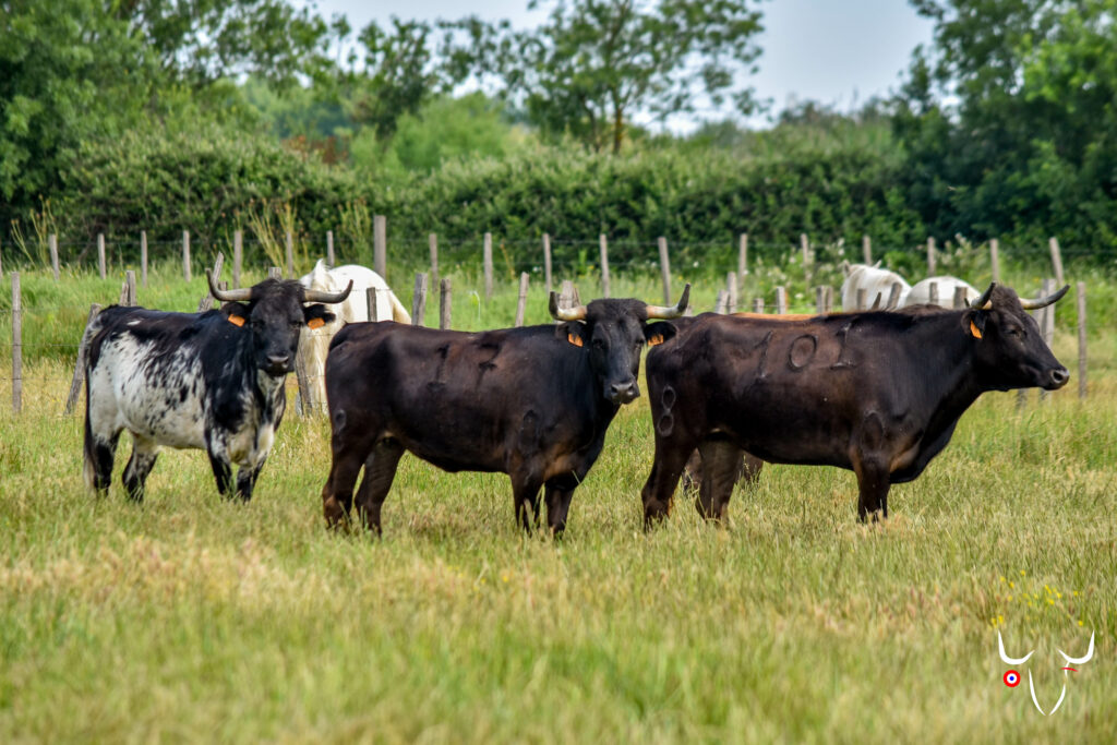 taureaux manade