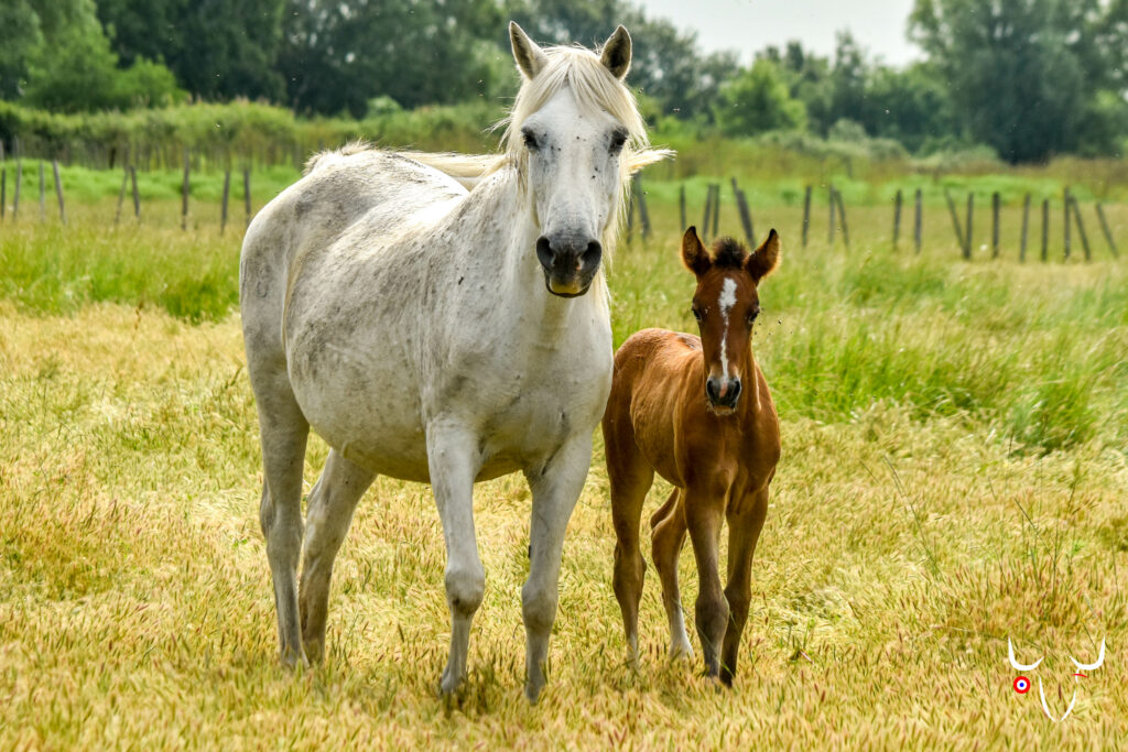 Chevaux manade