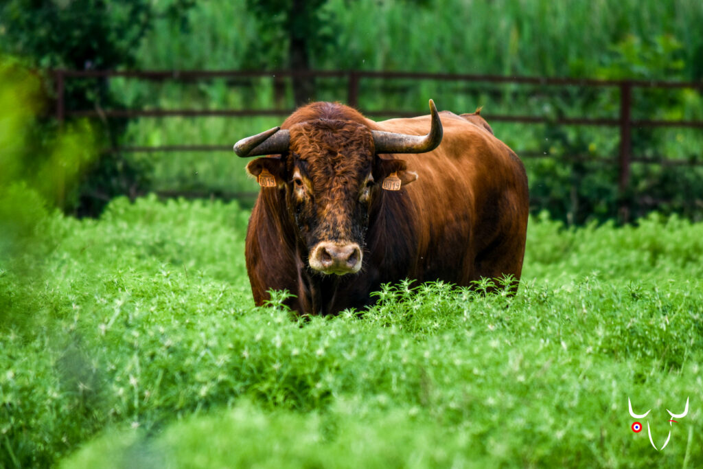 taureau manade