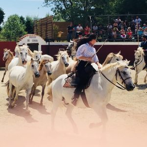 spectacle équestre